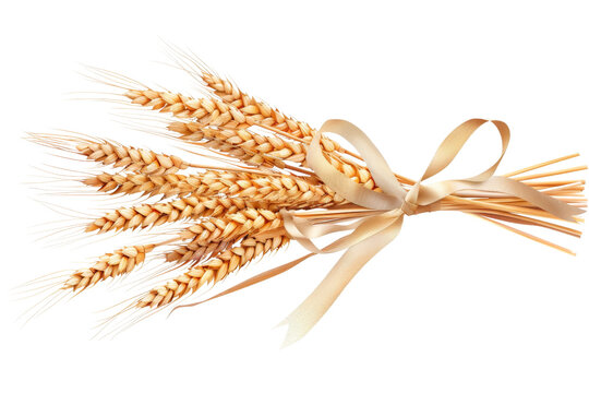 A beautifully arranged bundle of golden wheat tied with a satin ribbon, symbolizing harvest and agricultural abundance on a transparent background.