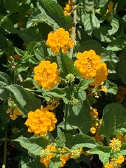 Yellow lantana plant