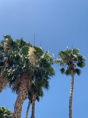 Palm trees outside