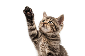 Obraz premium Adorable tabby kitten with its paw raised, isolated on transparent background. Cute portrait of a playful young cat engaging and curious.