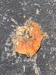 Grapefruit on the ground