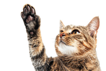 Close-up of a tabby cat raising its paw, isolated on transparent background. showcasing its expressive face and beautiful fur patterns.
