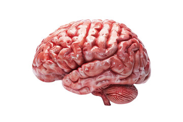 High-resolution medical image of the human brain, showcasing detailed anatomy and structure for educational and scientific purposes.