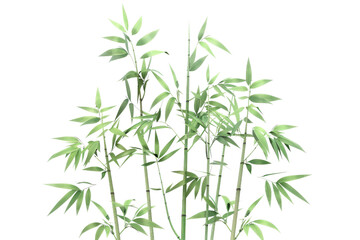 Obraz premium Lush green bamboo stalks with leaves, isolated on a transparent background. Ideal for nature, environment, or botanical themes.