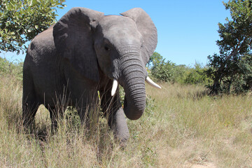 Afrikanischer Elefant / African elephant / Loxodonta africana