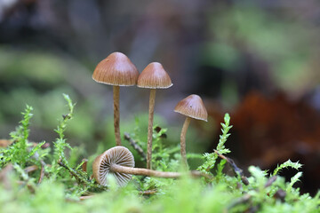 Deconica phyllogena, also called Psilocybe phyllogena, little brown mushroom from Finland, no common English name