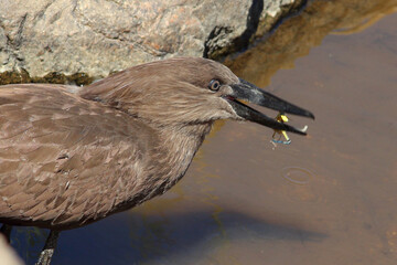 Hammerkopf / Hamerkop / Scopus umbretta..