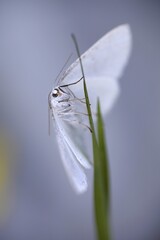 Common white wave moth, Cabera pusaria