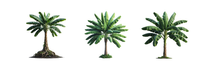 Fototapeta premium Set of three Tropical green banana tree, isolated over on transparent white background