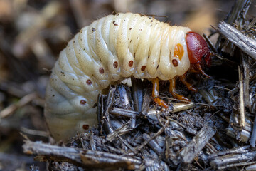 Eine fingerdicke Nashornkäferlarve krabbelt im Kompost in der Seitenansicht © HPE