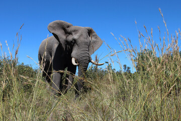 Obraz premium Afrikanischer Elefant / African elephant / Loxodonta africana