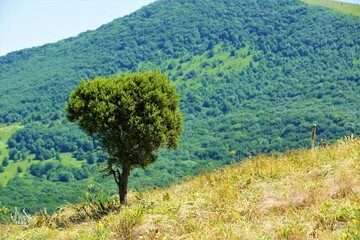 tree in the mountains