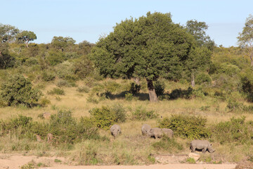 Fototapeta premium Breitmaulnashorn / Square-lipped rhinoceros / Ceratotherium simum