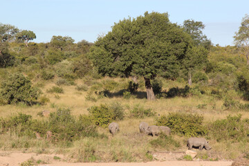 Breitmaulnashorn / Square-lipped rhinoceros / Ceratotherium simum