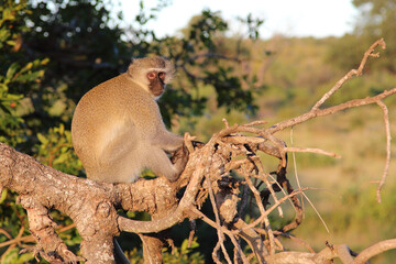 Grüne Meerkatze / Vervet monkey / Cercopithecus aethiops .