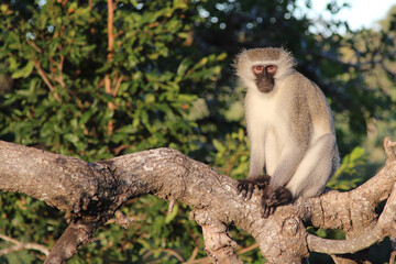 Grüne Meerkatze / Vervet monkey / Cercopithecus aethiops .