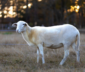 Obraz na płótnie Canvas Katahdin sheep ewe at sundown