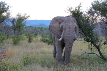 Obraz premium Afrikanischer Elefant / African elephant / Loxodonta africana