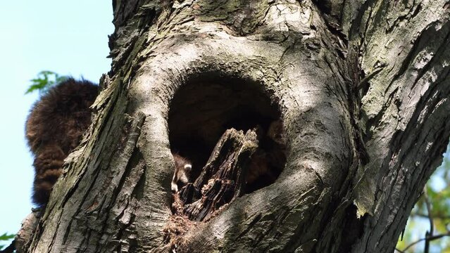 Raccoon couple including female stays in the nest to look after the newborns, male is trying to get down the tree and search for food.