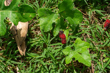 Mulberry Treasures: Fresh and Nutritious