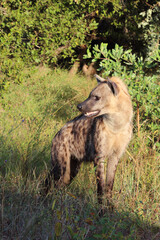 Tüpfelhyäne / Spotted hyaena / Crocuta crocuta...