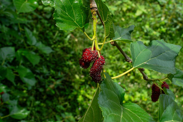 Mulberry Treasures: Fresh and Nutritious