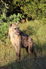 Tüpfelhyäne / Spotted hyaena / Crocuta crocuta...
