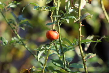 A rose hip grows and bears fruit in a city park in Israel.