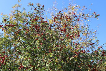 A rose hip grows and bears fruit in a city park in Israel.