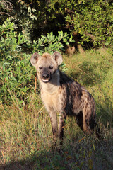 Tüpfelhyäne / Spotted hyaena / Crocuta crocuta...