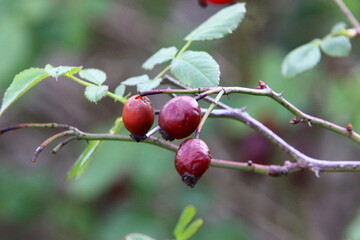 A rose hip grows and bears fruit in a city park in Israel.