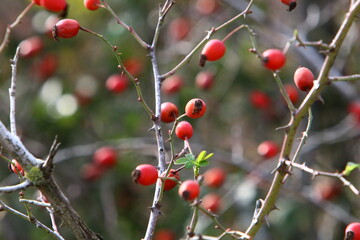 A rose hip grows and bears fruit in a city park in Israel.