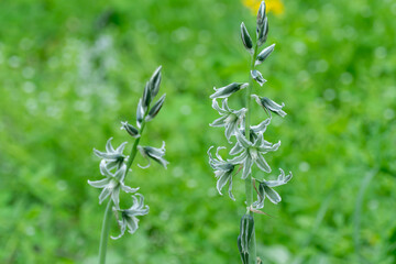 White flowers of drooping star bethlehem on meadow. Bells and buds  of ornithogalum nutans is species of herbaceous asparagaceae family. Bulbous plant of nodding milk star. White-green wildflowers.