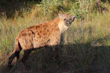 Tüpfelhyäne / Spotted hyaena / Crocuta crocuta