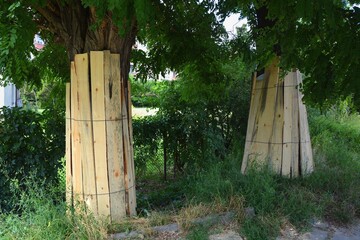 Planks and insulating material on tree trunks protect them from damage for the duration of the...