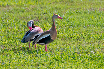 Black Bellied Whistling Duck Pair Preening and Watching