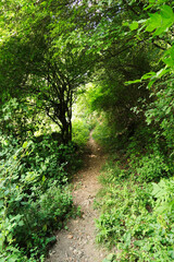 Hiking, walking trail, footpath through a lush and dense forest of an intense green color from...