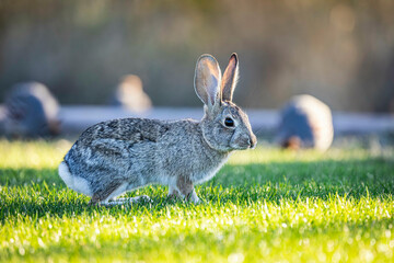 Desert Cottontail (Sylvilagus audubonii)