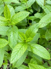 mint leaves in the garden