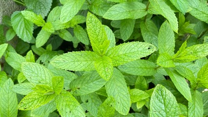 Green mints leaf background  © Adkan