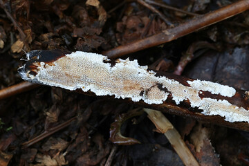Ceriporia reticulata, a crust fungus from Finland, no common English name