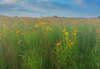Summer tall grass prairie and wildflower meadow with yellow coneflowers, Michigan, USA