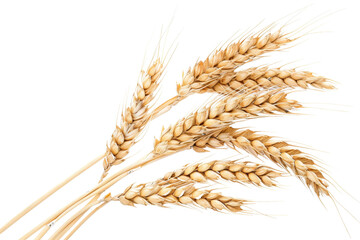 Golden wheat ears isolated on transparent background. Perfect cereal image for agriculture, harvest, and baking themes.