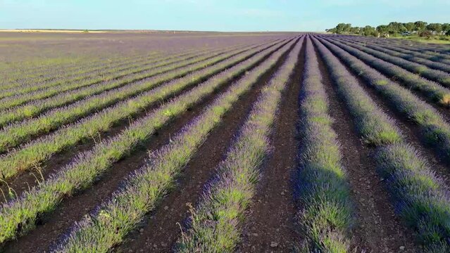 Campos de Lavanda