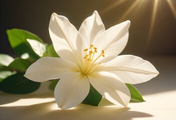 Fototapeta premium Jasmine flower closeup Realistic Light understand sun light significantly summer flower concept