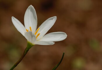 Fototapeta premium rain lily white