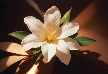 Fototapeta premium Jasmine flower closeup Realistic Light understand sun light significantly summer flower concept