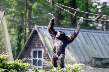Gibbon swinging