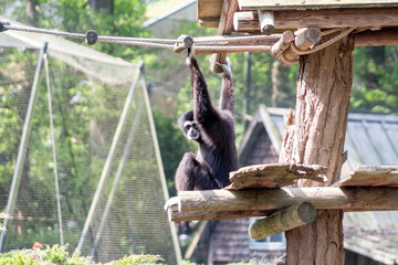 Gibbon in the zoo