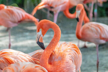 flamingo in the zoo